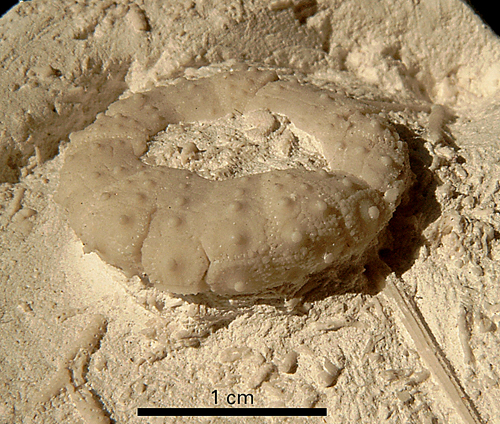 Gauthieria pseudoradiata
