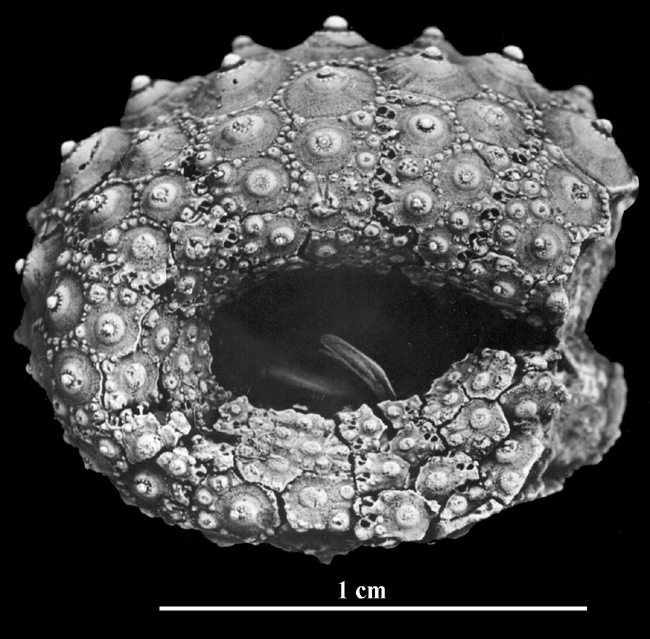 Gauthieria alterna