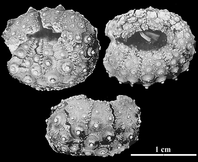 Gauthieria alterna