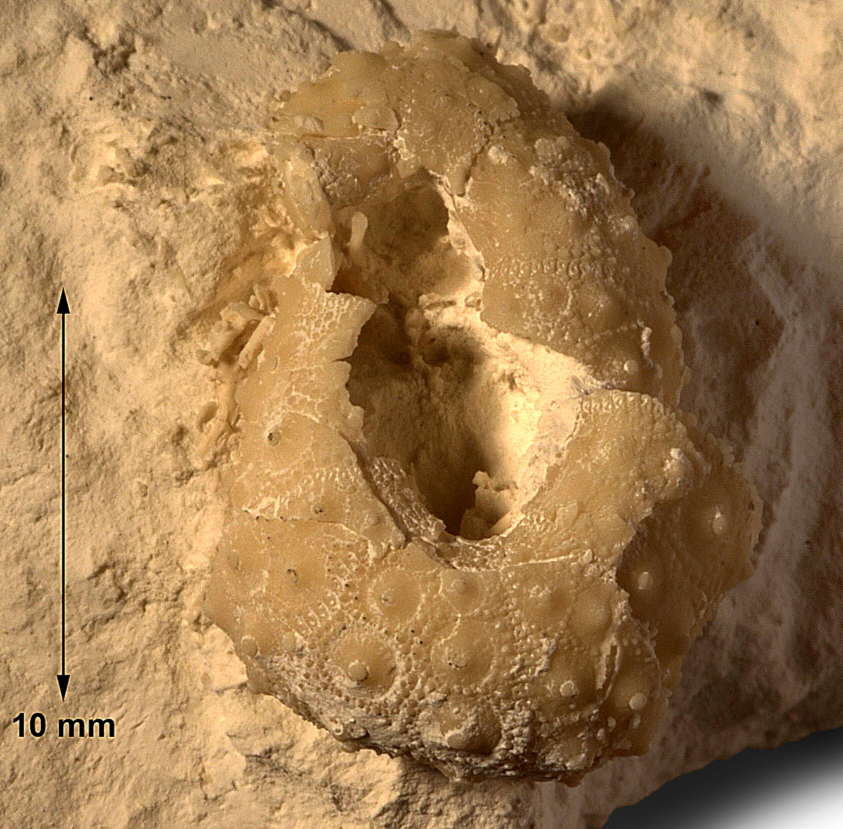 Gauthieria alterna