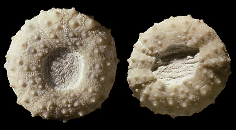 Gauthieria pseudoradiata, Stevns Klint