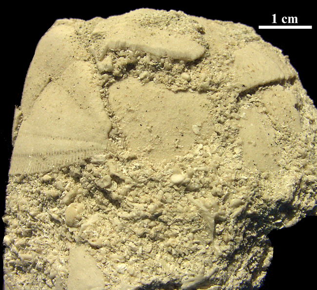 Hemipneustes sp.