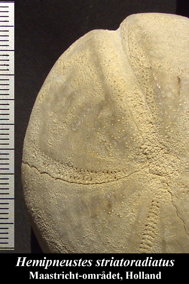 Hemipneustes striatoradiatus