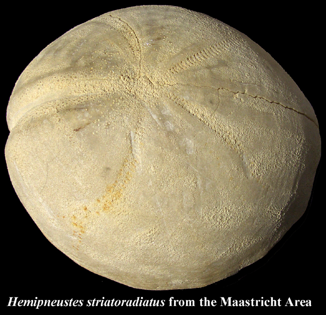 Hemipneustes striatoradiatus