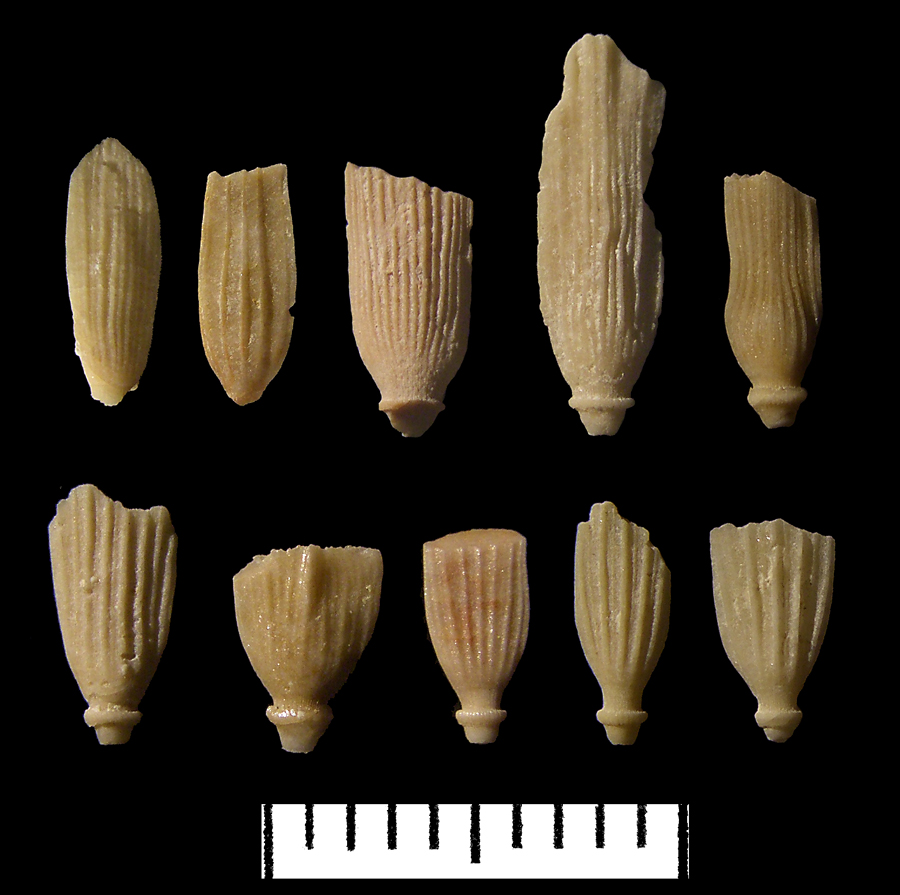 Trochalosoma? corneti spines