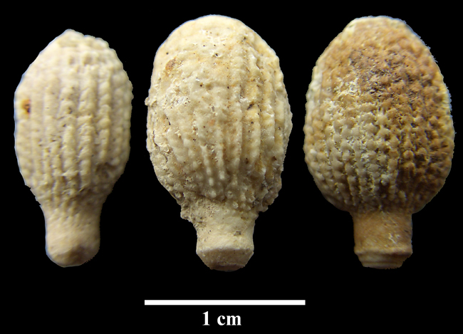 Tylocidaris gosae