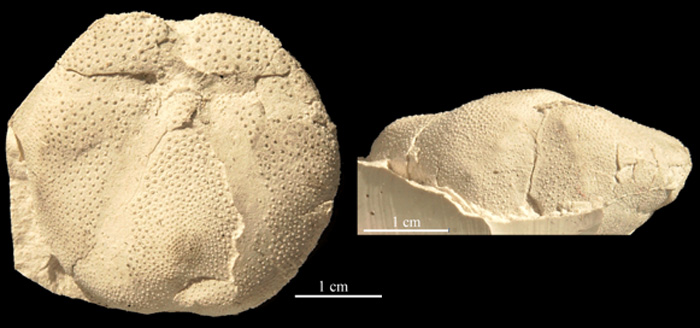 Linthia sp. aftryk, Danien