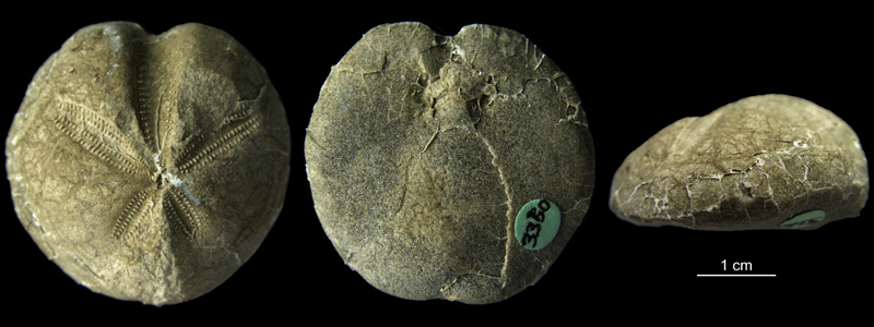 Linthia sp. stenkerne Danien