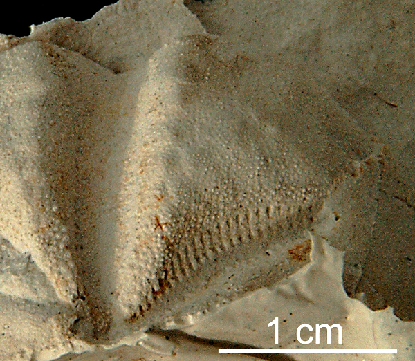 Linthia sp.