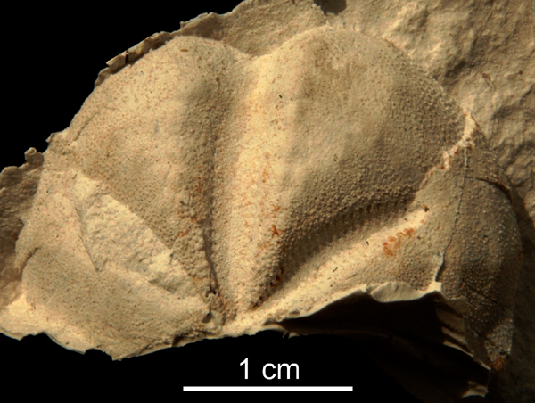 Linthia sp.