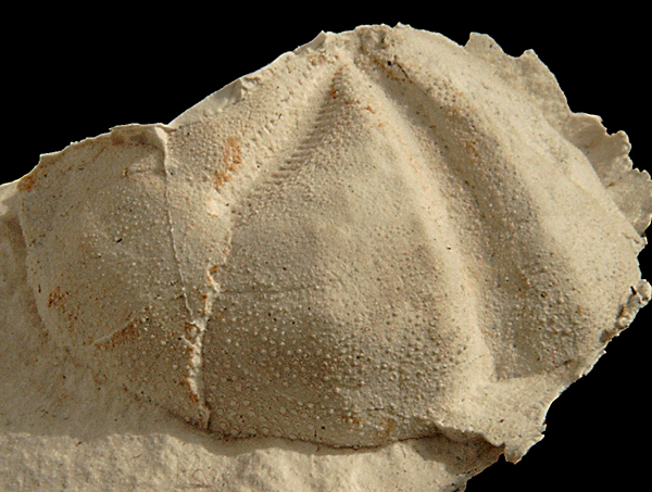 Linthia sp.