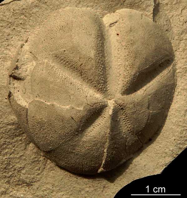 Linthia sp.