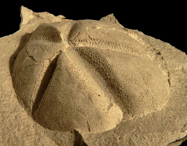 Linthia sp.