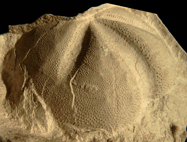 Linthia sp.