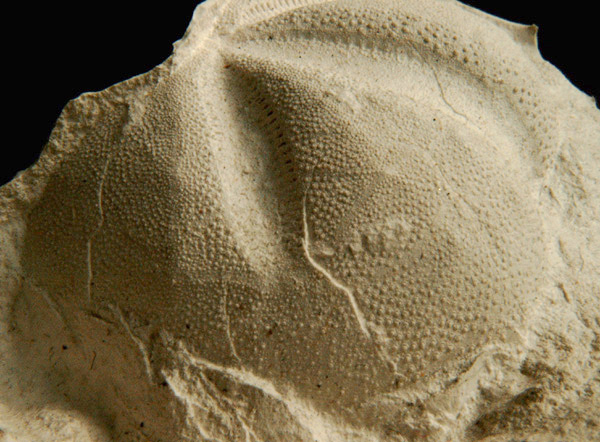 Linthia sp.