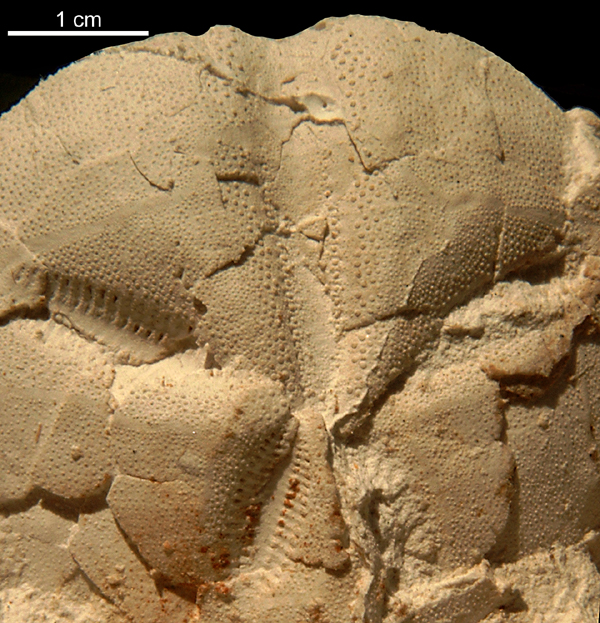 Linthia sp.