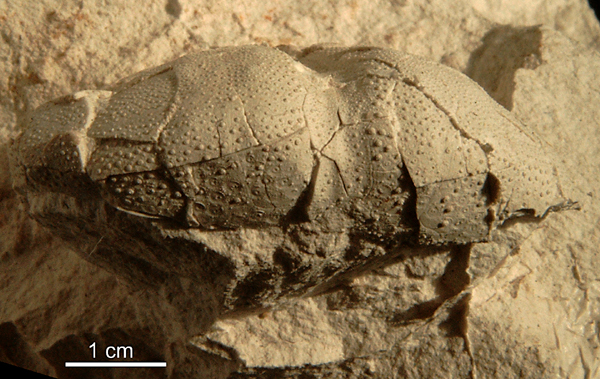 Linthia sp.
