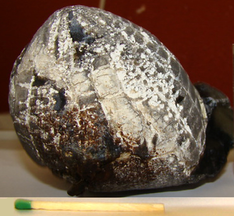 Stor Echinocorys stenkerne