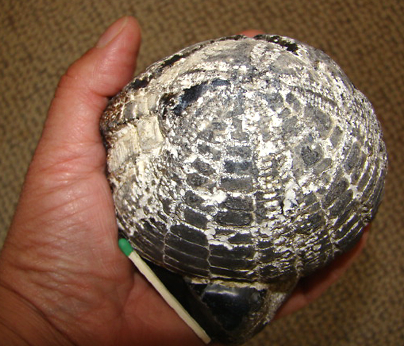 Stor Echinocorys stenkerne