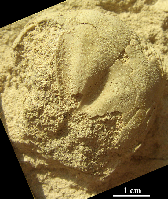 Micraster sp.
