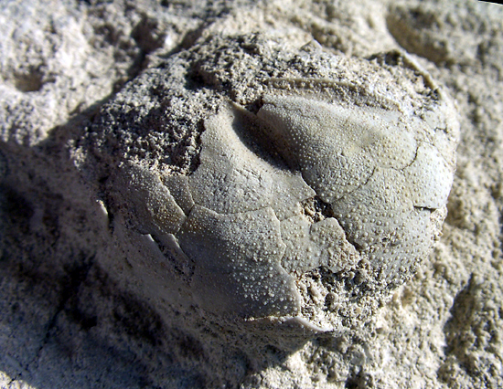 Micraster sp.