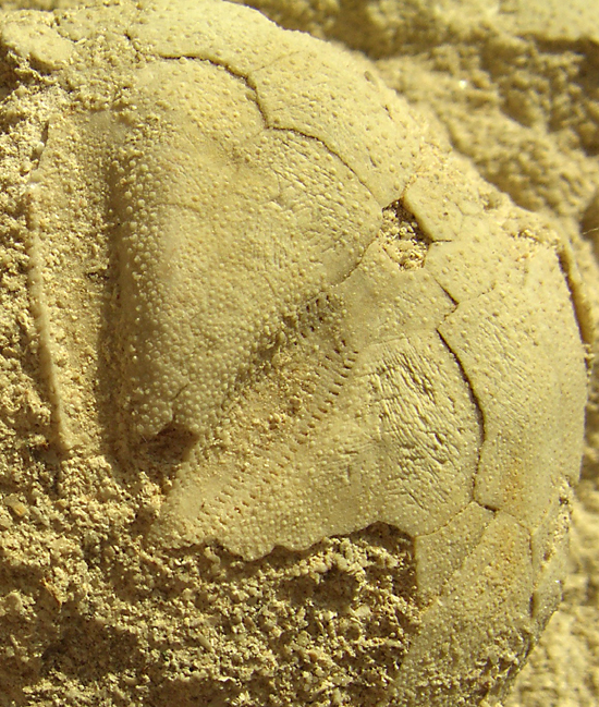 Micraster sp.