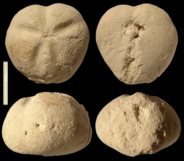 Micraster sp.