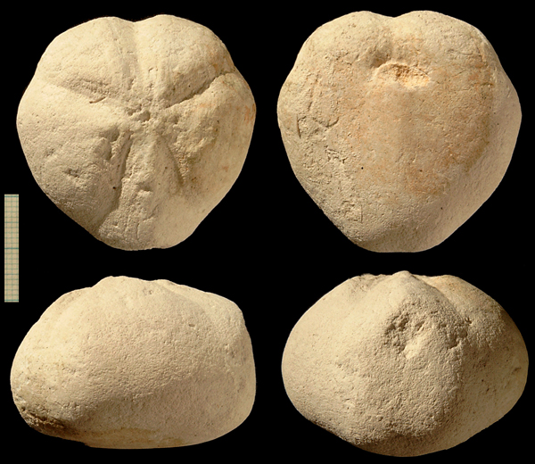 Micraster sp.