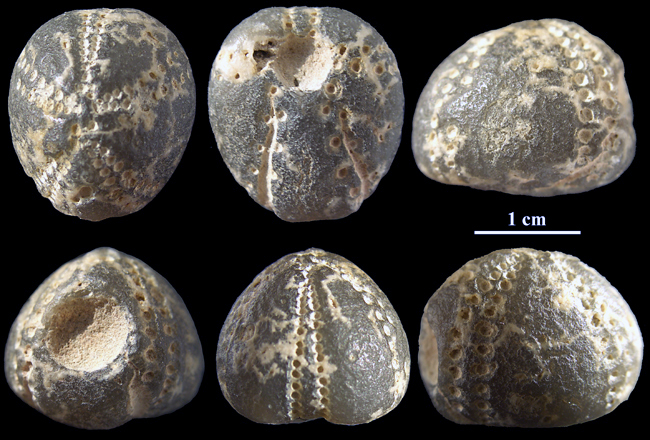 Offaster cf. pilula