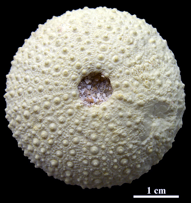 Pedinopsis sp.