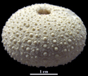 Pedinopsis sp.