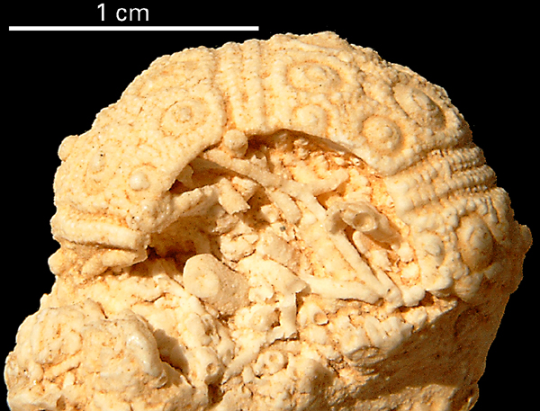 Phalacrocidaris sp.