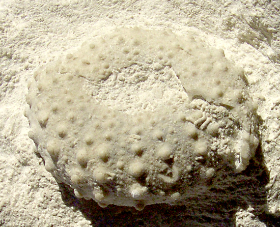 Phymosoma granulosum
