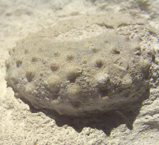 Phymosoma granulosum