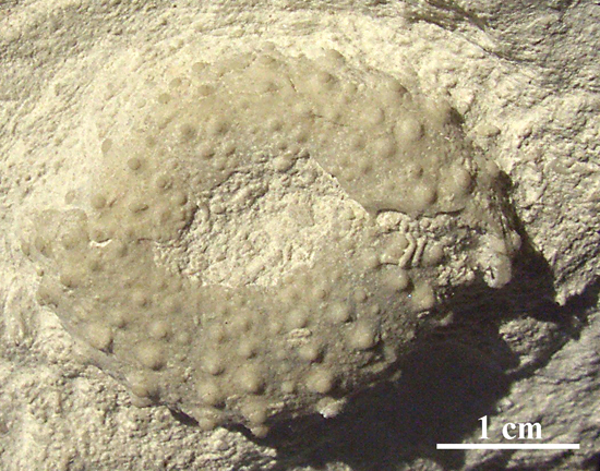 Phymosoma granulosum