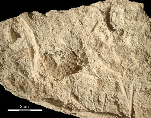 Phymosoma granulosum