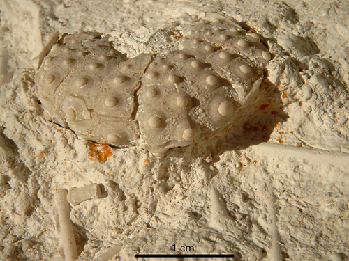 Phymosoma granulosum