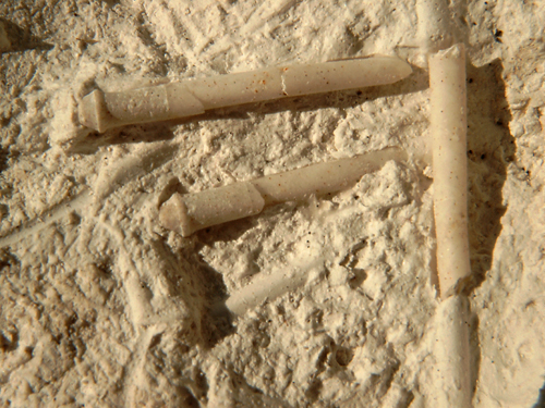 Phymosoma granulosum