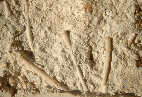 Phymosoma granulosum