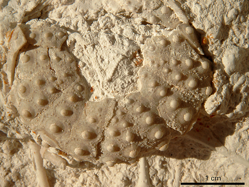 Phymosoma granulosum