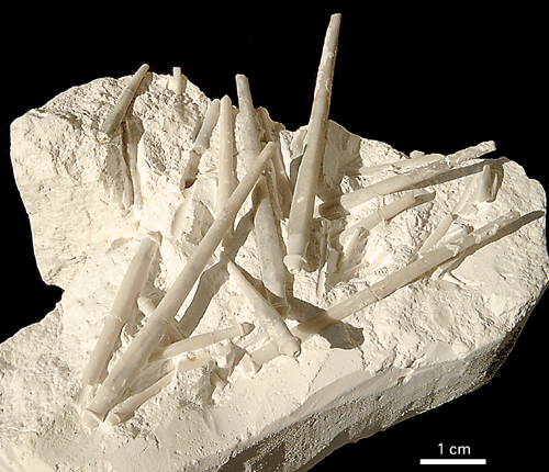 Phymososma granulosum