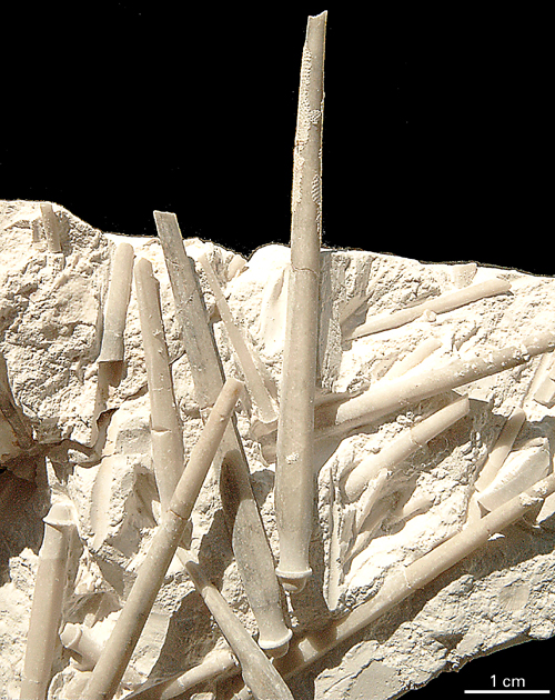 Phymososma granulosum