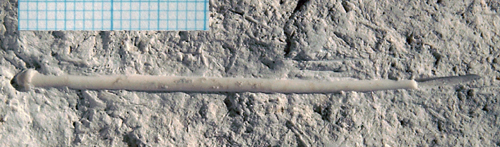 Phymosoma granulosum