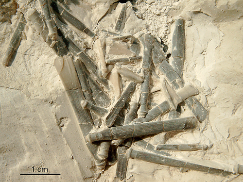 Phymosoma magnificum