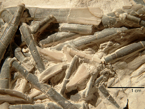 Phymosoma magnificum