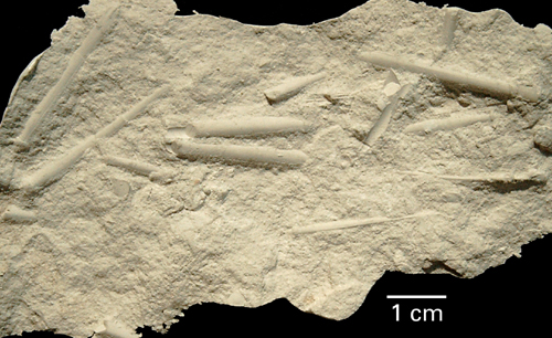 Phymosoma magnificum