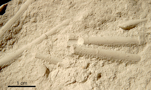 Phymosoma magnificum