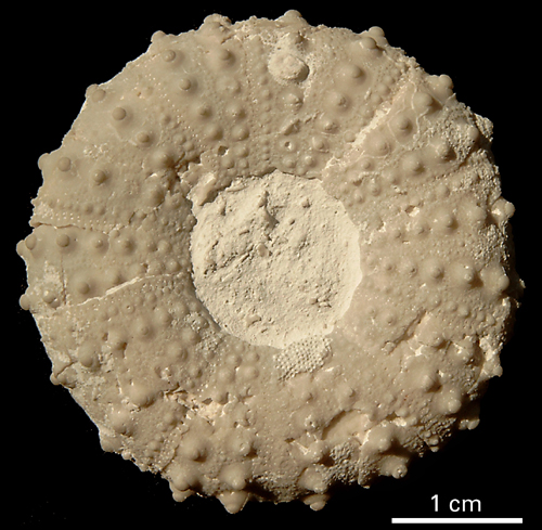 Phymosoma magnificum