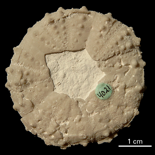 Phymosoma magnificum