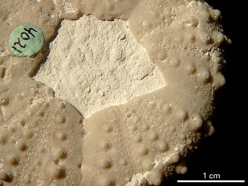 Phymosoma magnificum